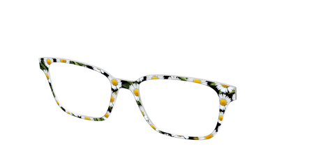 The Delicate Daisies